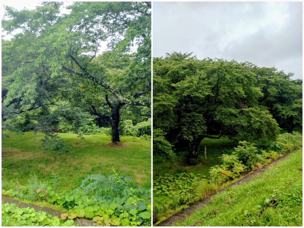 20260802_203648-COLLAGE~2