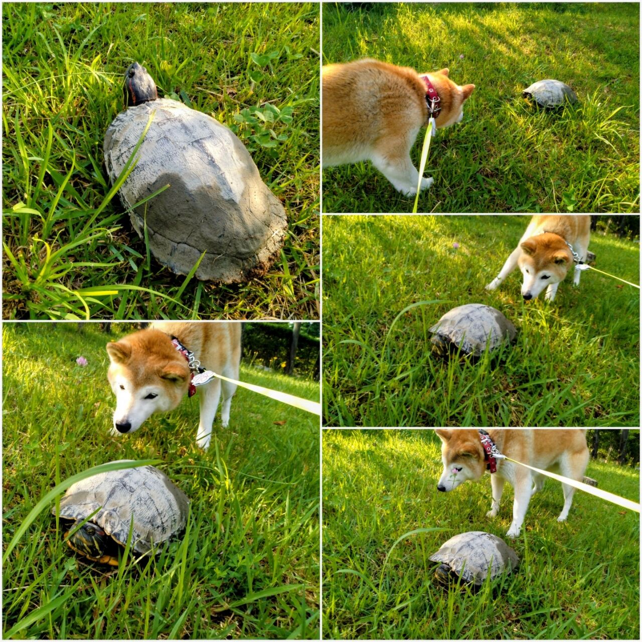 20260720_073958-COLLAGE~2