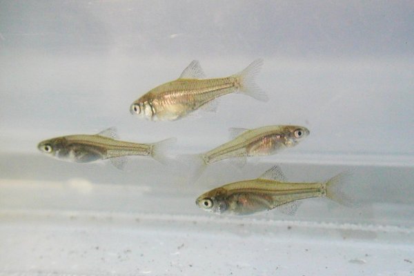 釣魚不全weblog In June 08 釣魚不全weblog In June 08