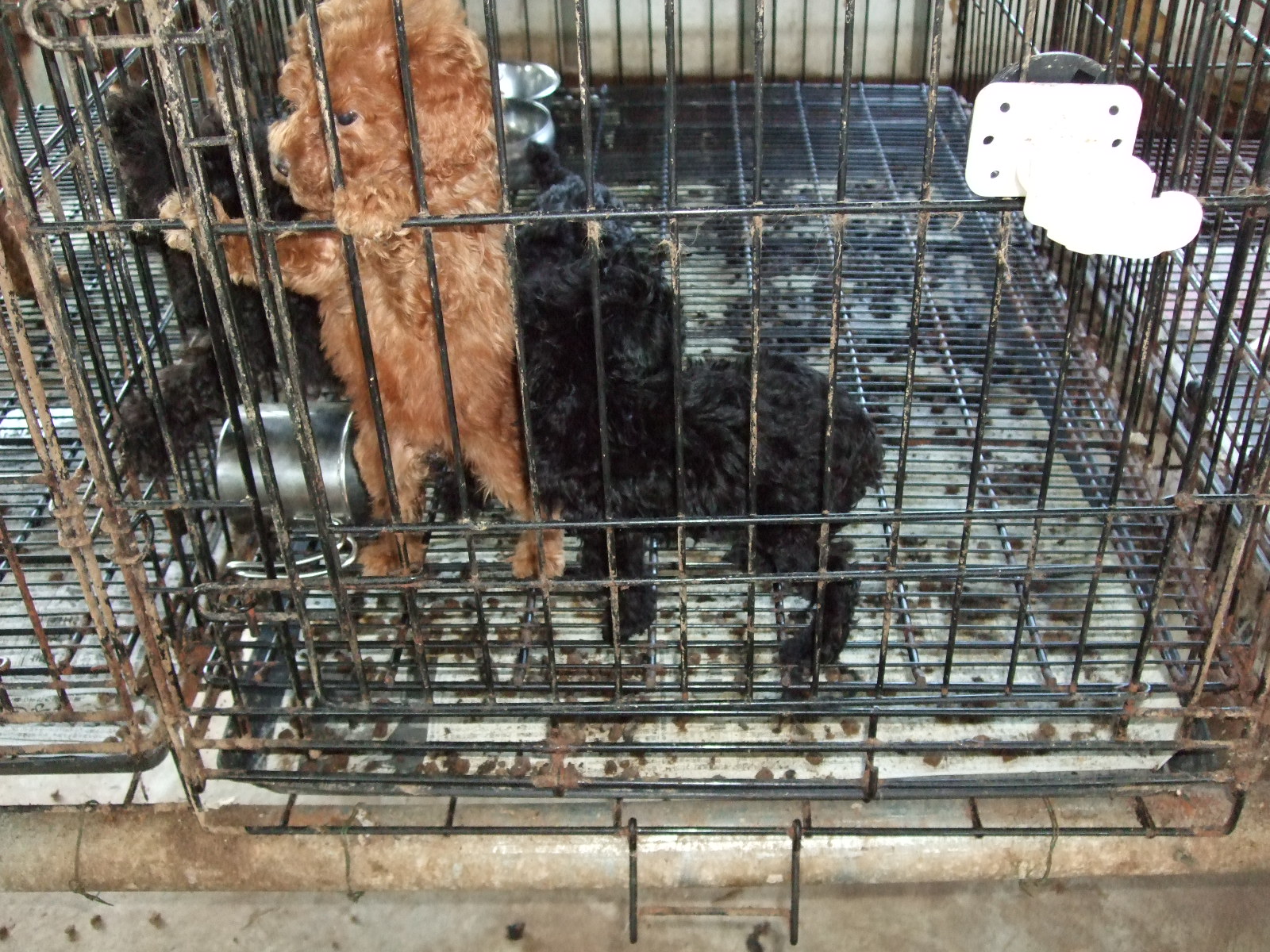 茨城悪徳繁殖業者 茨城県行政の酷い実態 Wanwan ブログ