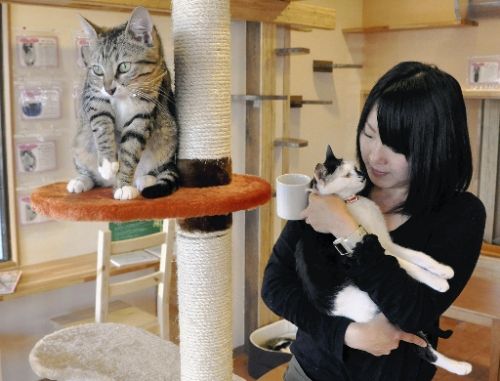 捨て猫と出会うカフェ npo保護の15匹 Wanwan ブログ 捨て猫と出会うカフェ npo保護の15匹 Wanwan ブログ