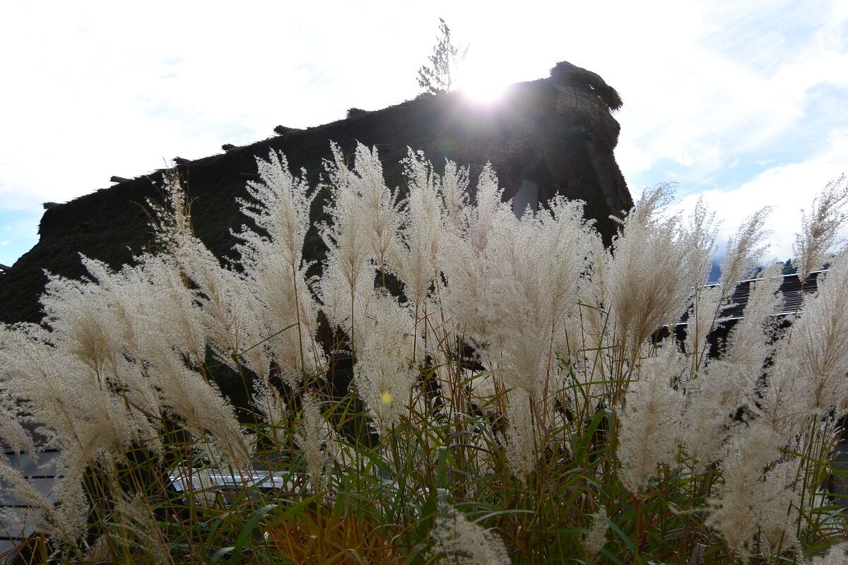 尾花が末の生ひ靡き さばかりのものやはある しない させない させられない