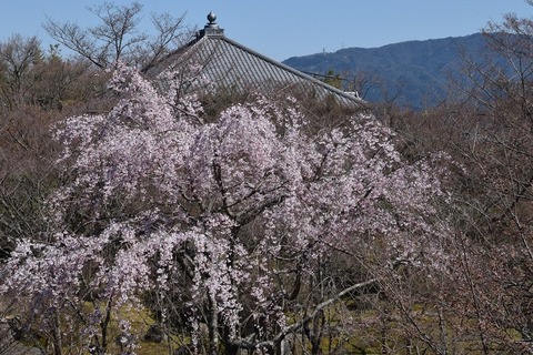 2020-03-25_13-19-36_600 (2)