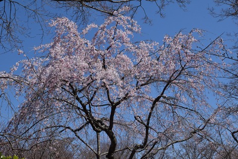 2020-03-25_13-19-04_600