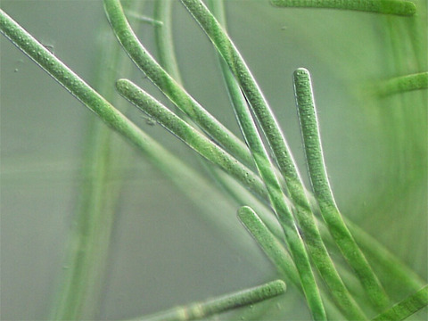 シアノバクテリア