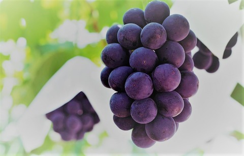 ブドウ