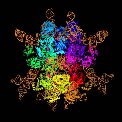 セレノシステイン