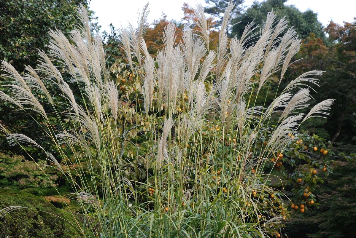 尾花が末の生ひ靡き さばかりのものやはある しない させない させられない