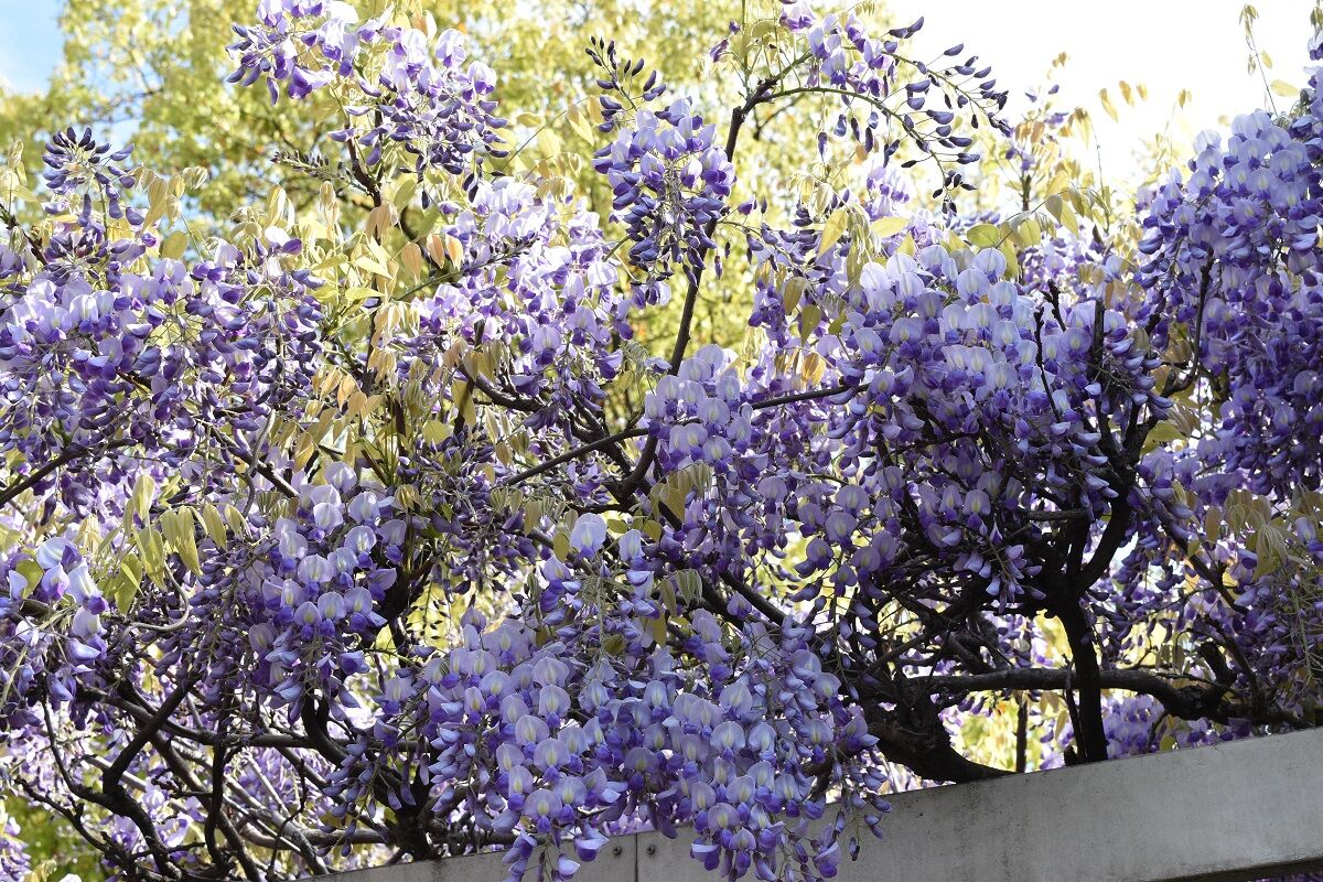 21年の春が来た 藤の花が咲く しない させない させられない