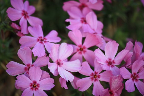 pink-flowers-on-creping-phlox