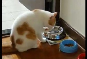 【動画】こぼした水を必死でかき集める猫