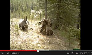 カメラがとらえた！！熊たちの謎過ぎる行動ｗｗｗｗ