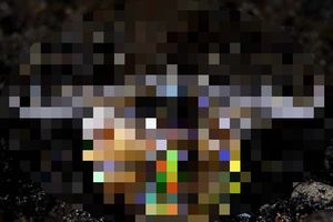 【珍】完全にエイリアンやないか!海に引きずり込む殺し屋【24枚・動画2つ】