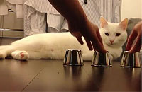 動物カップの中身をピタリと当てる天才猫