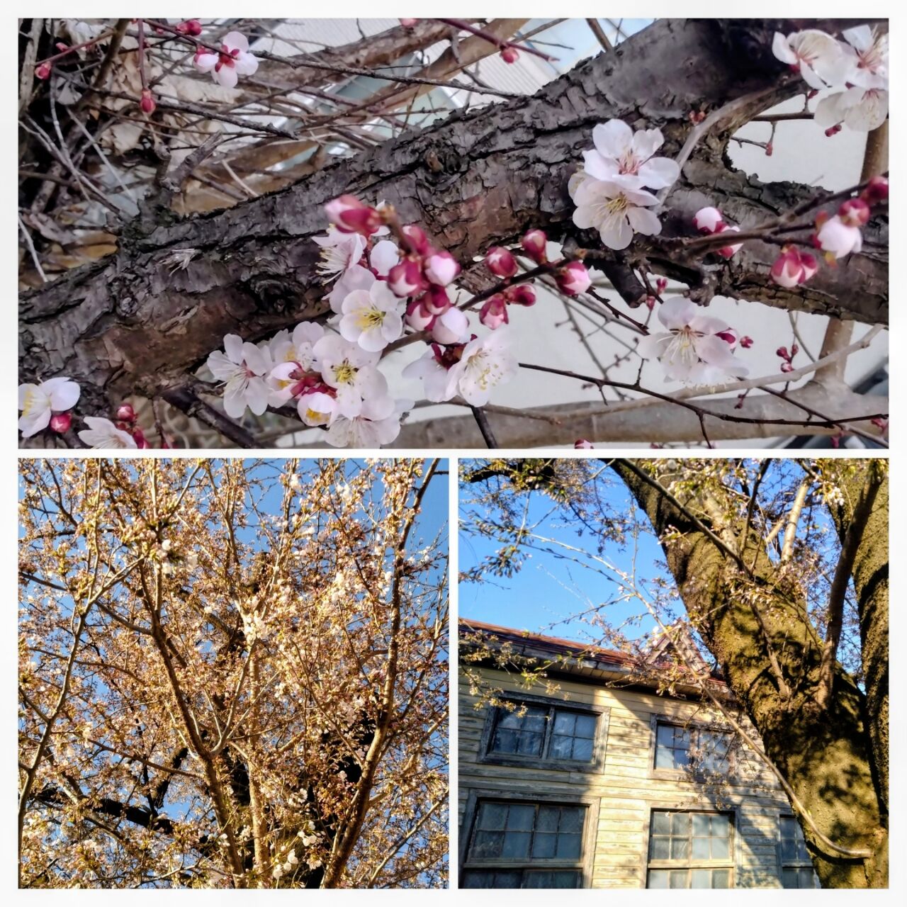 20260408_211851-COLLAGE~2