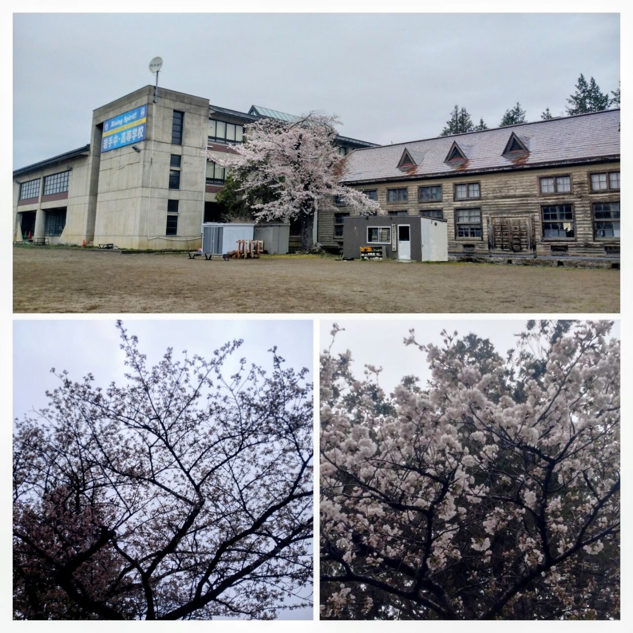 20260410_104342-COLLAGE~2