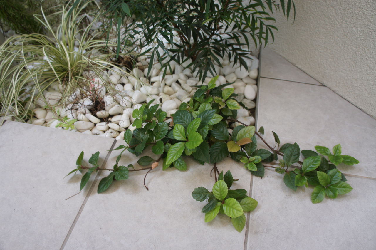 8カ月経過した植栽 お気に入りと失敗したところ 不満点 I Smart Looking House 一条工務店で個性派住宅
