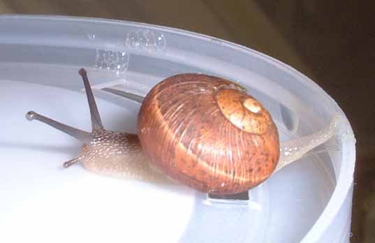 ペットのカタツムリ Letters From Stanford