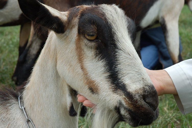 Harley Farms Goat Dairy Letters From Stanford Harley Farms Goat Dairy Letters From Stanford