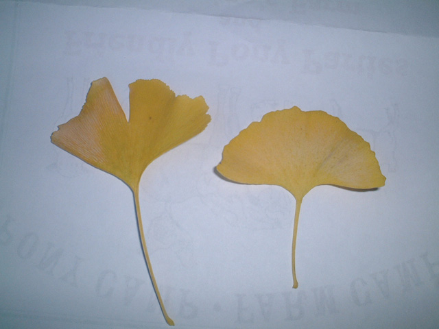 銀杏 Letters From Stanford