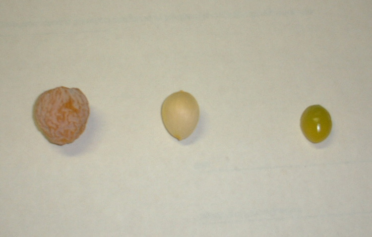 銀杏 Letters From Stanford