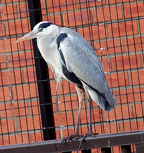 日々を綴る 害鳥か益鳥か アオサギ蒼鷺 日々を綴る 害鳥か益鳥か アオサギ蒼鷺