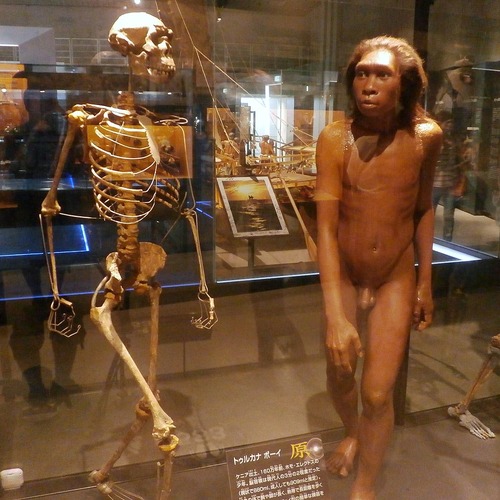 1024px-Skeleton_and_restoration_model_of_Turkana_Boy