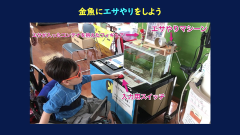 金魚のエサやり
