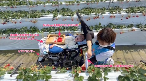 PPS入力でイチゴを摘むSくん遠景