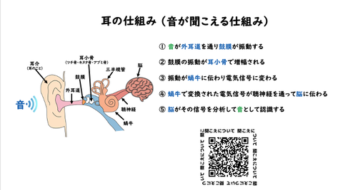 耳の仕組み