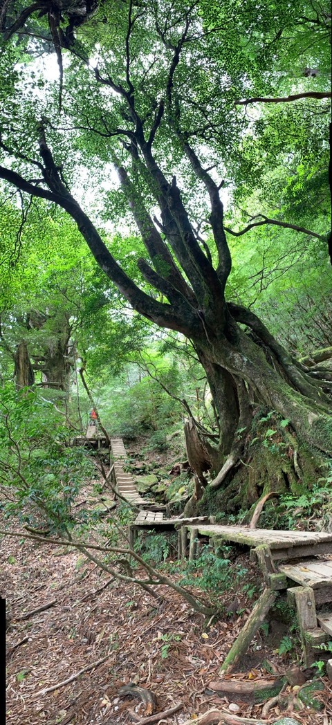 LINE_ALBUM_屋久島_240605_1