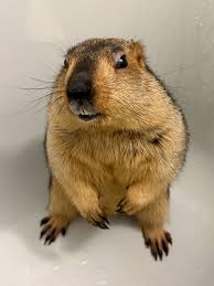 ダウンロード (4)