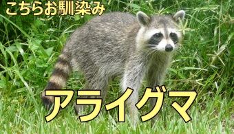 1200px-Procyon_lotor_(Common_raccoon)2