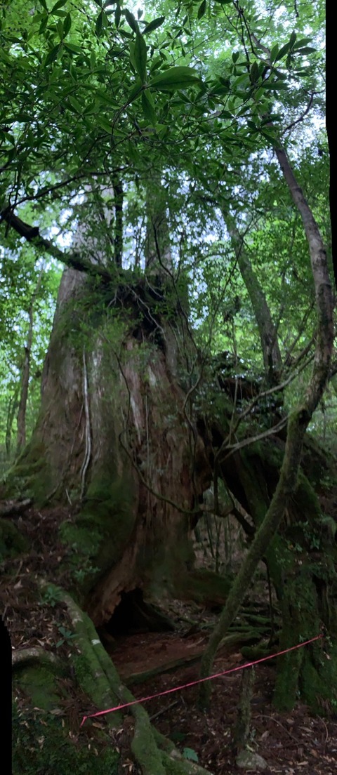 LINE_ALBUM_屋久島_240604_6