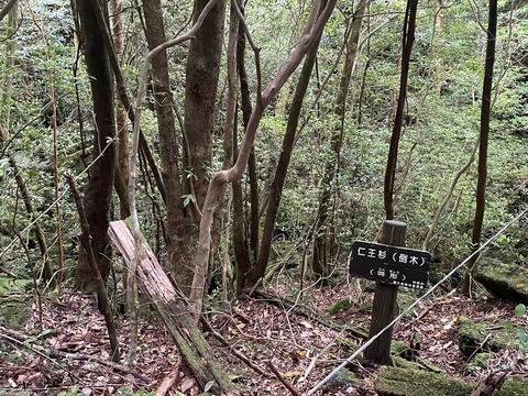 LINE_ALBUM_屋久島_240604_5