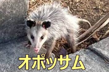 ダウンロード (4)