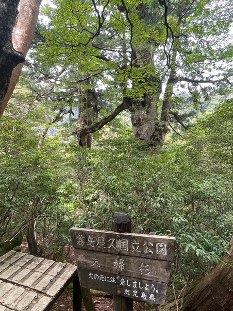 LINE_ALBUM_屋久島_240604_4