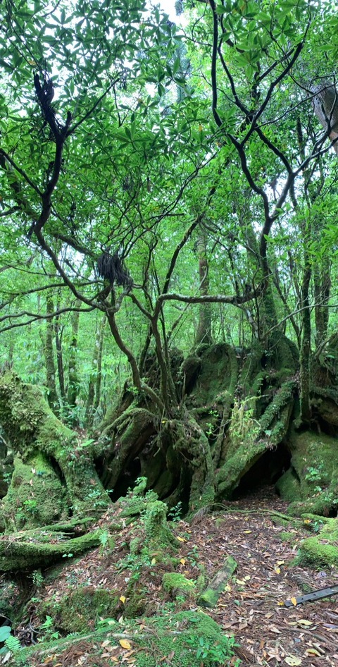 LINE_ALBUM_屋久島_240604_3