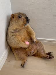 ダウンロード (5)