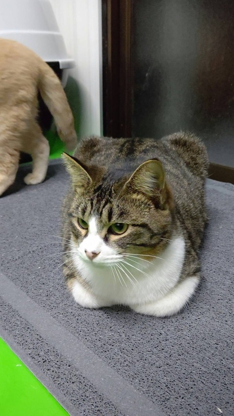 84933