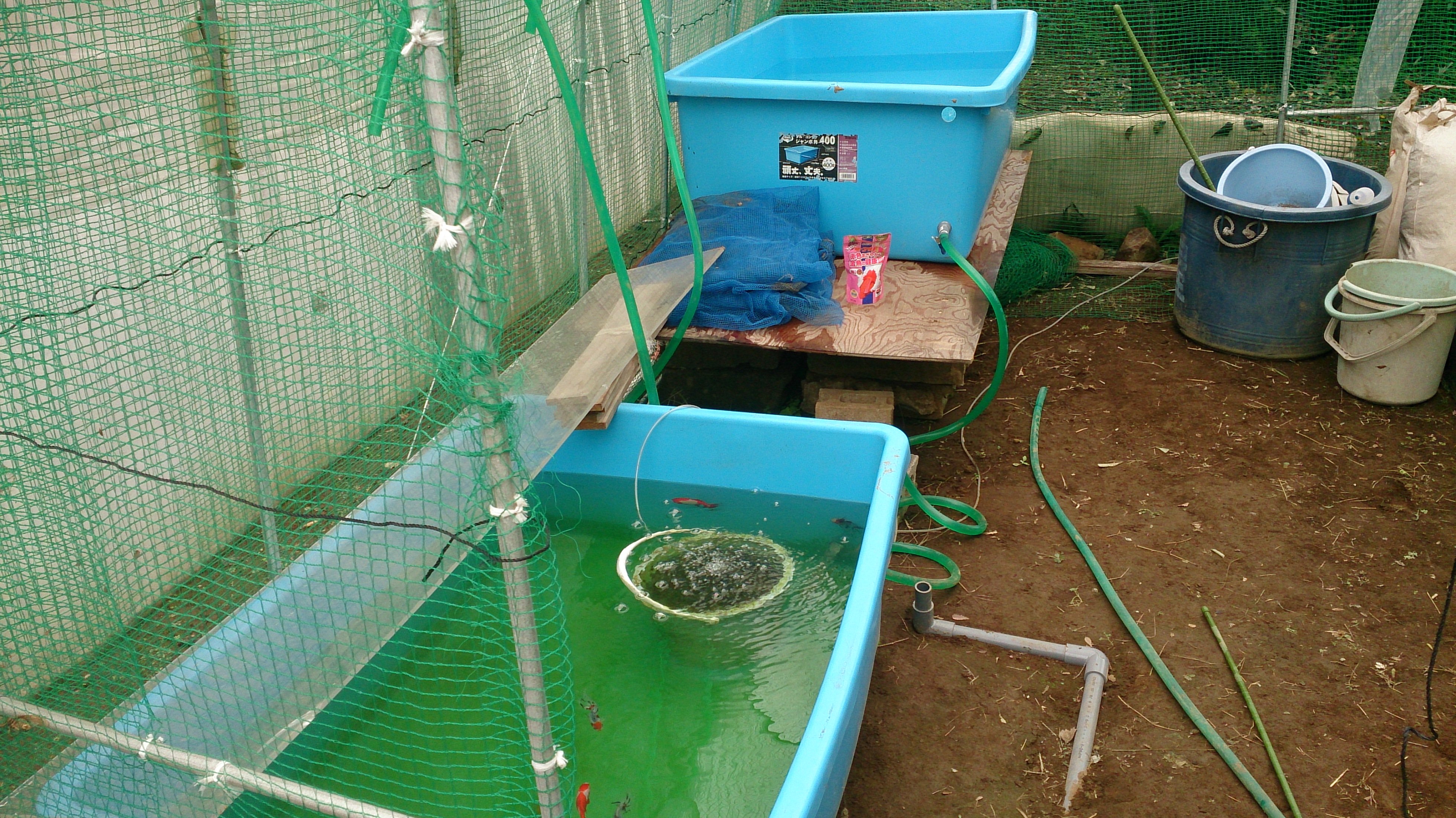 屋外水槽飼育の準備 茨城の金魚さん