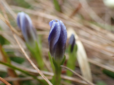 P6090118