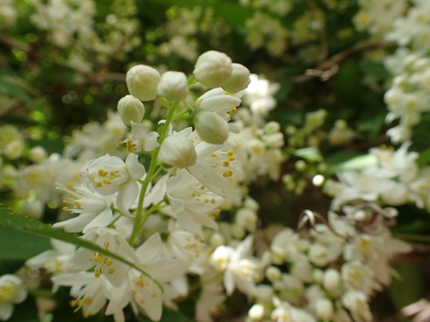 P5060136