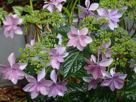 P6150045