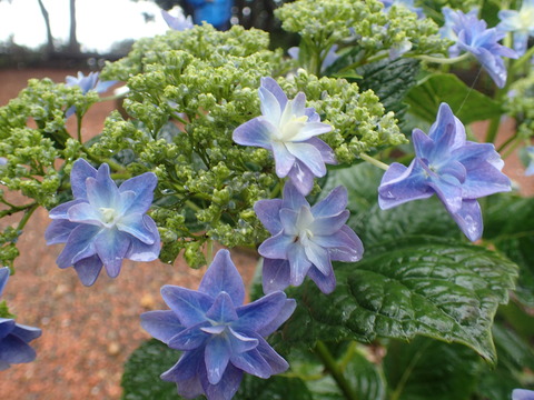 P6150064