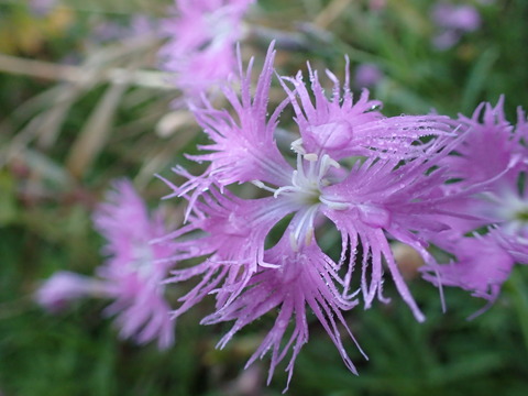 P7080548