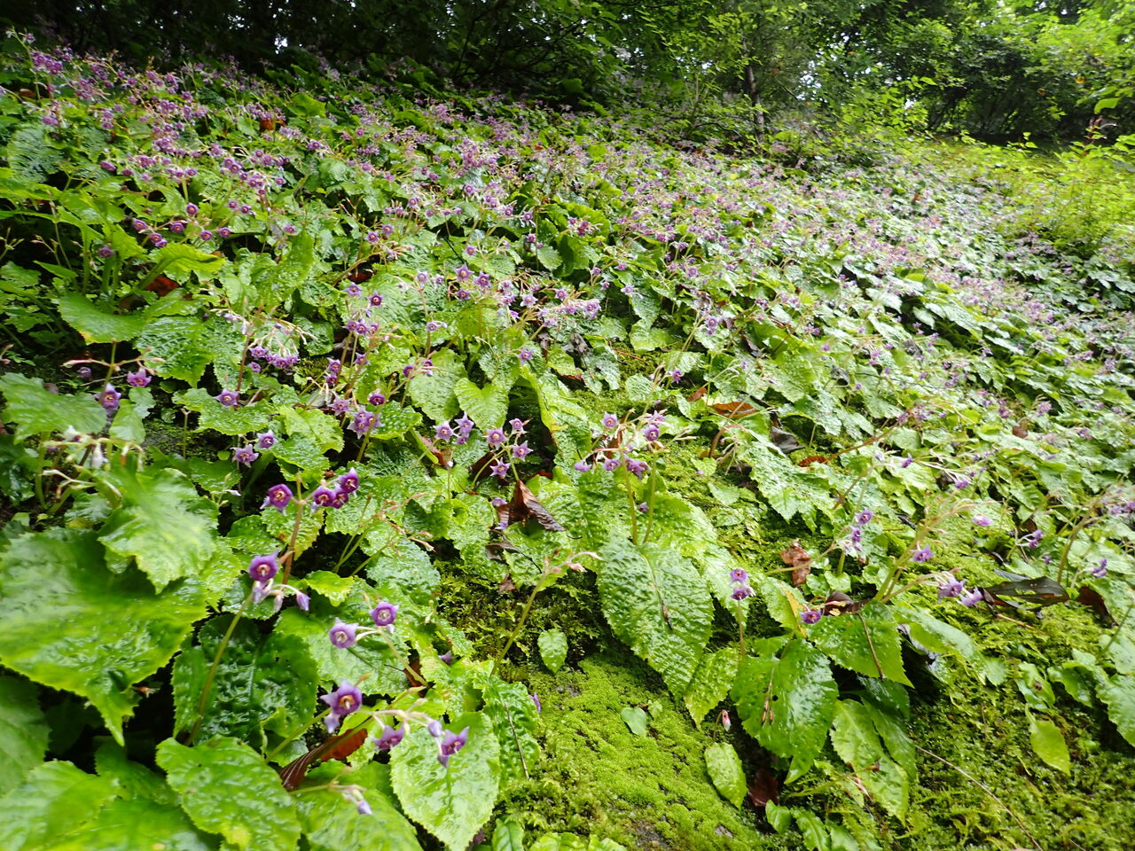 レンゲショウマ イワタバコ ぷち登山