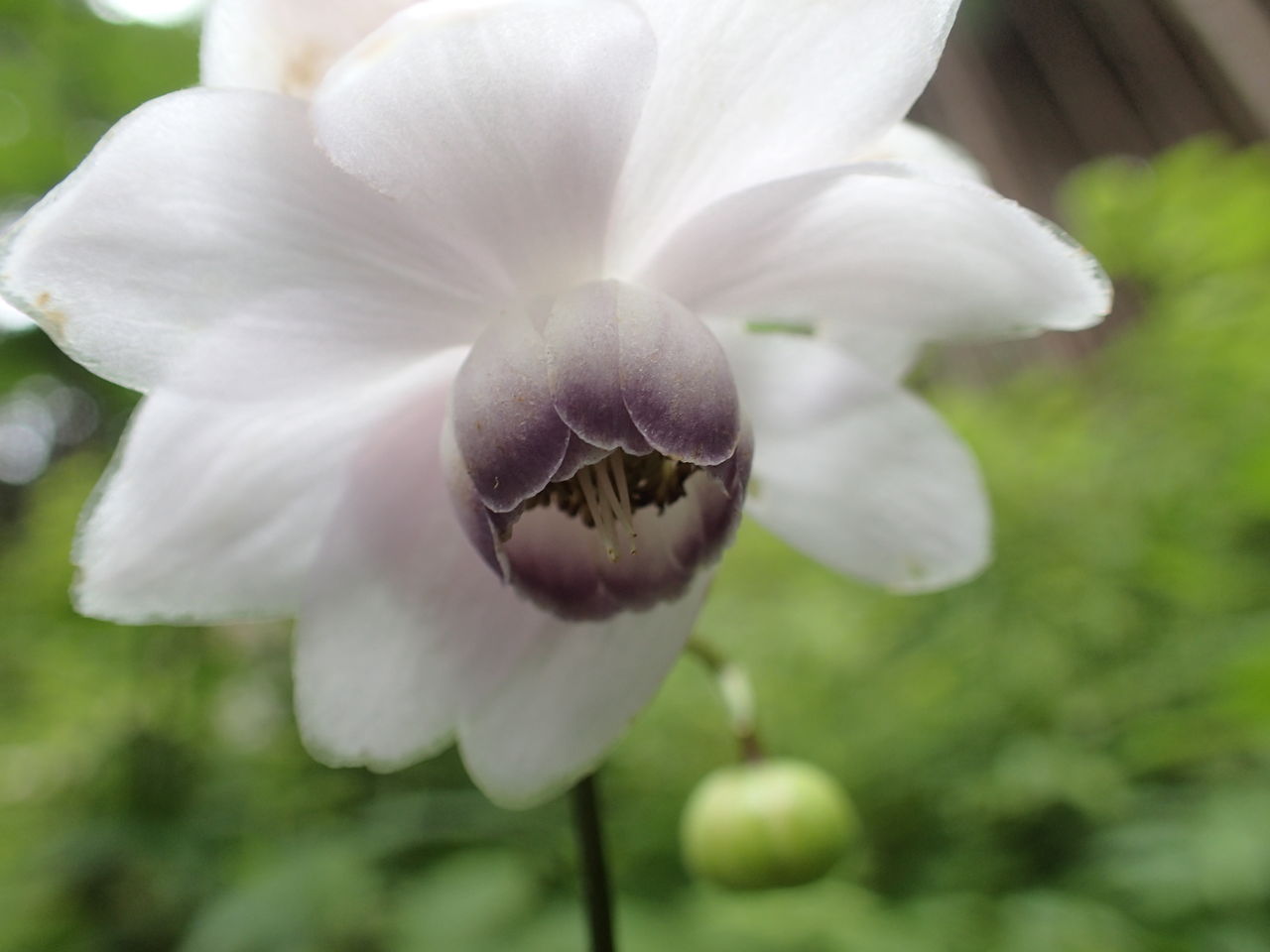 麗しのレンゲショウマに出逢う ぷち登山