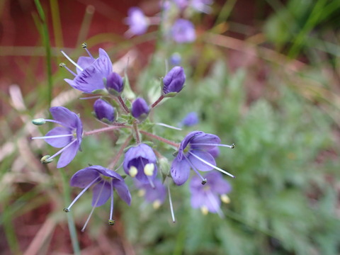 P7070235
