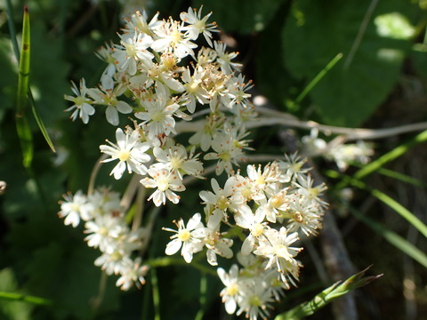 P7070237